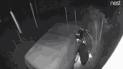 Bear Breaks Into Colorado Car During Snow Storm And Leaves Doors