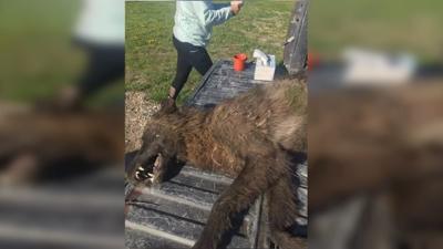 Mysterious Wolf Like Creature Shot In Montana News Khqcom