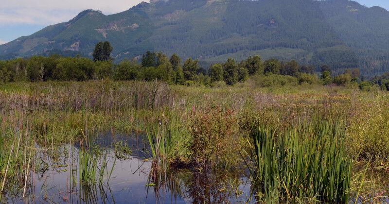 WDFW offices to stop taking cash for licenses June 11 | Spokane News ...