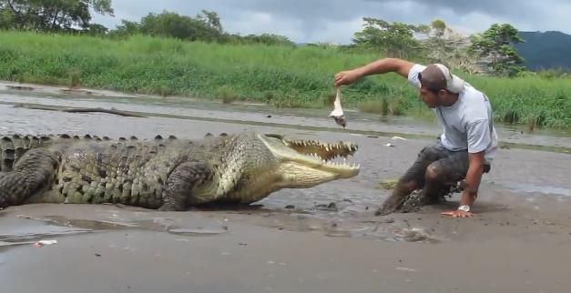 Vietnamese man skins, butchers 70kg crocodile after capturing it at his  farmland