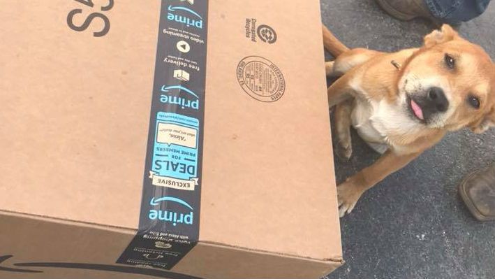 dog delivery box