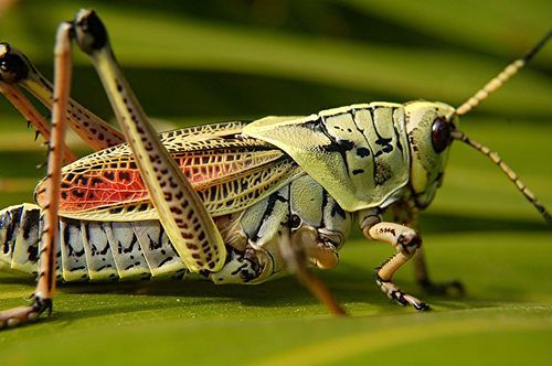 Northwest Braces for Grasshopper Outbreak | Spokane News | khq.com