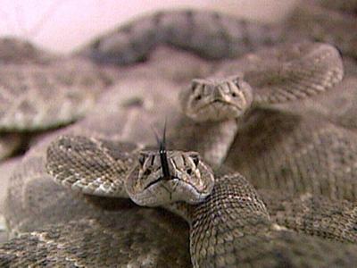 Idaho Man In Trouble For Hoarding Rattlesnakes In His