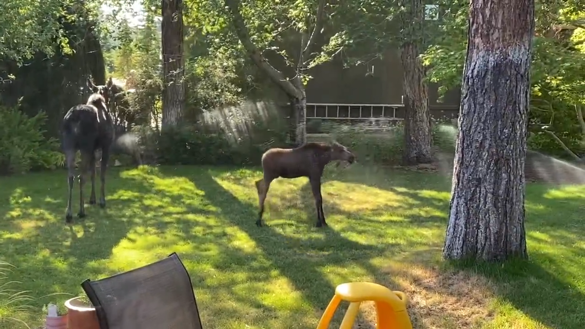 Watch Baby Moose Enjoys Sprinkler Bath In North Spokane News Khq Com