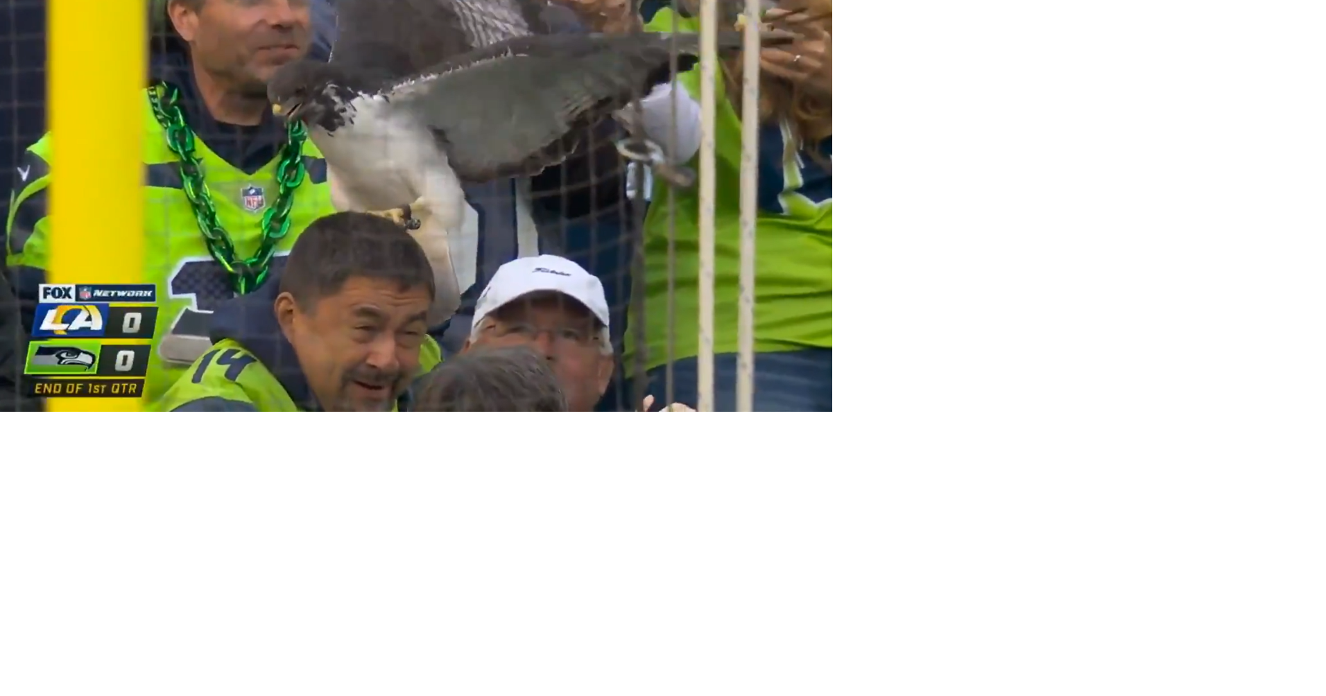 Seattle Seahawks mascot perches on fan's head | Regional | khq.com