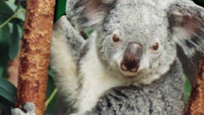 Conservationists Fear Hundreds Of Koalas Died In Wildfires News