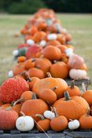 Pumpkin growers near end to challenging season