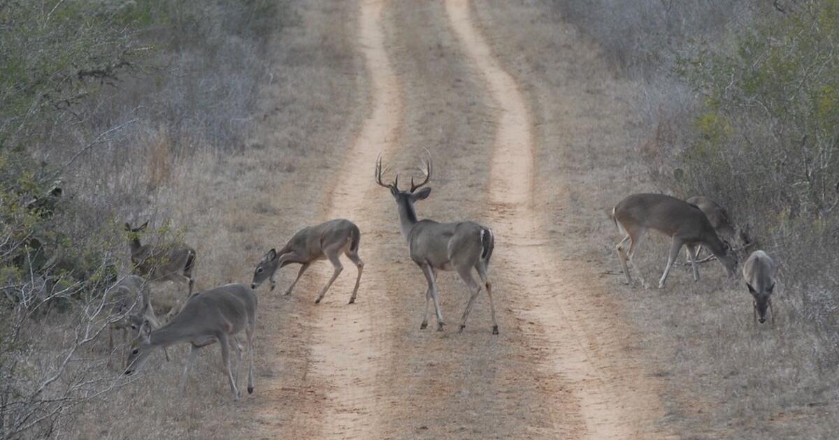 South of the Border: Efforts ramp up to stop screwworm short of the U.S.