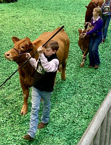 HEIFER 3 chase foster.jpg