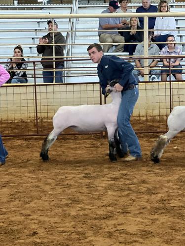 LAMBS 1 eli arp.jpeg