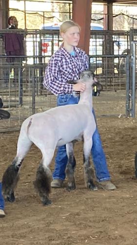 LAMBS 3 Joeli Hoffman JPG.jpg
