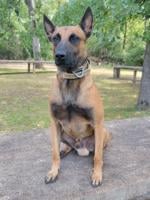 Rusk County Sheriff’s Office K-9 to get donation of body armor