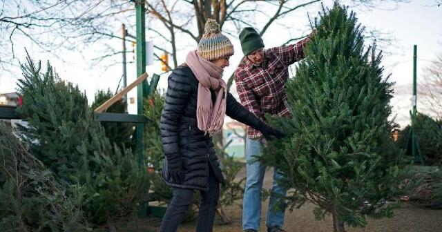 Protect Minnesota: Safely dispose of Christmas trees and greenery