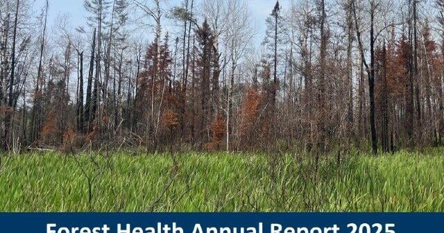 Minnesota DNR's 2025 report reveals forest health trends, wildfire and derecho damage