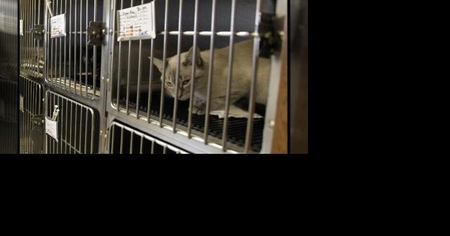 Mason City seeing more problems with stray pets and other animals - Vimarsana News