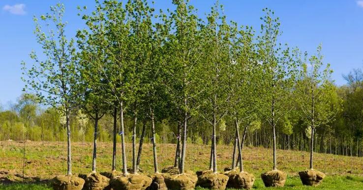 Native Rochester Tree Rochester residents eligible for free trees to enhance urban canopy ...