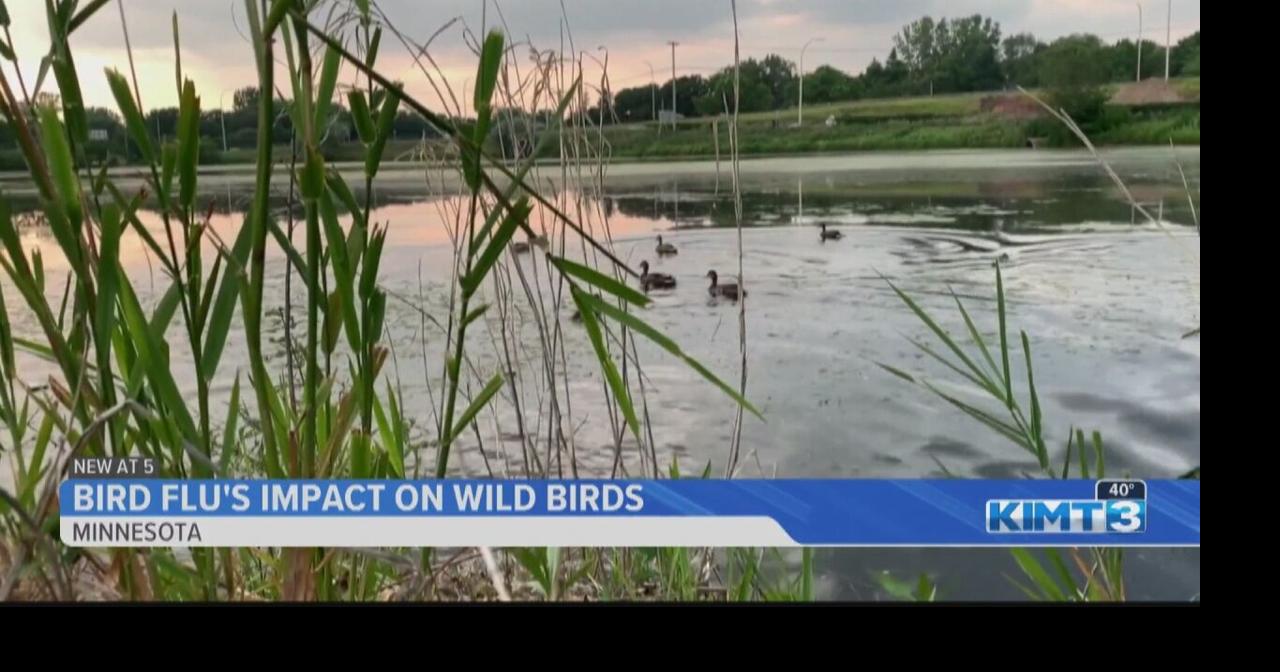 Minnesota DNR and USDA APHIS monitoring avian influenza in the state's