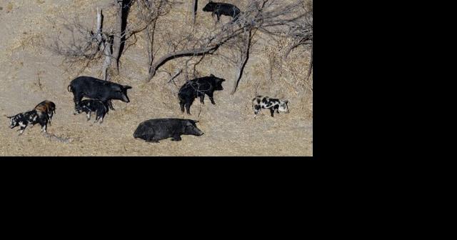 A population of hard-to-eradicate 'super pigs' in Canada is threatening to invade the US | Minnesota - Vimarsana News