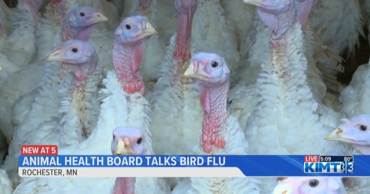 Minnesota Animal Health Board talks Avian Influenza updates in the state - Vimarsana News