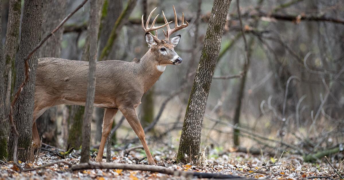 Minnesota hunters thrive: 186,203 deer harvested in 2025 season