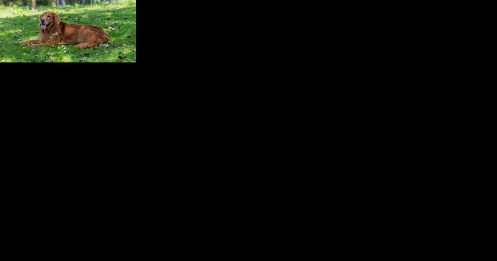 Virtual meeting to be held on new dog park in Rochester - Vimarsana News