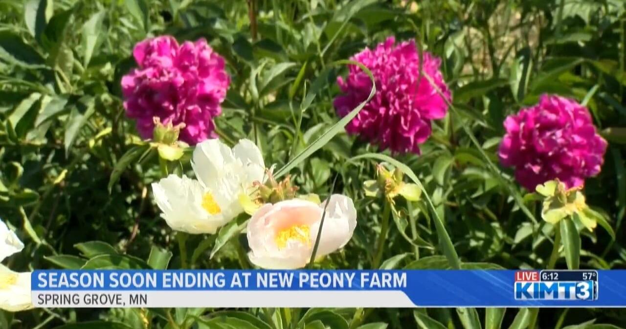 New peony flower farm soon to end first ever season - Vimarsana News