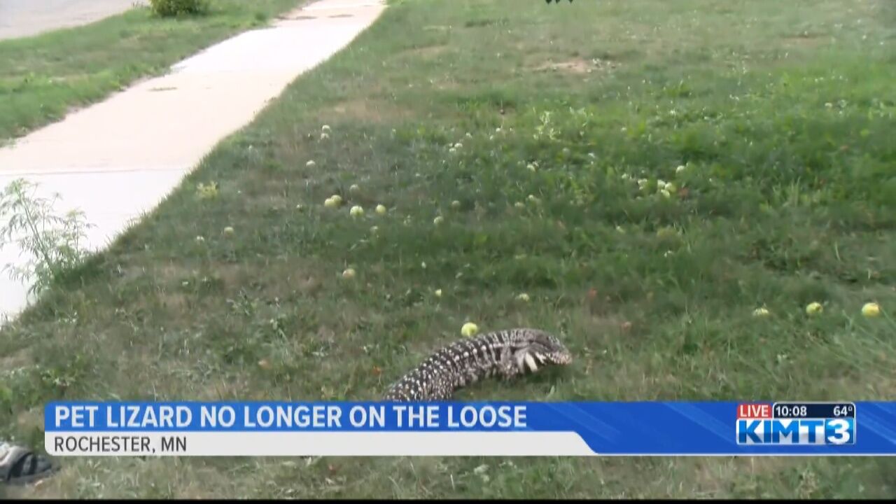 Porkchop The Pet Lizard Rescued After Being On The Loose For Five Days ...