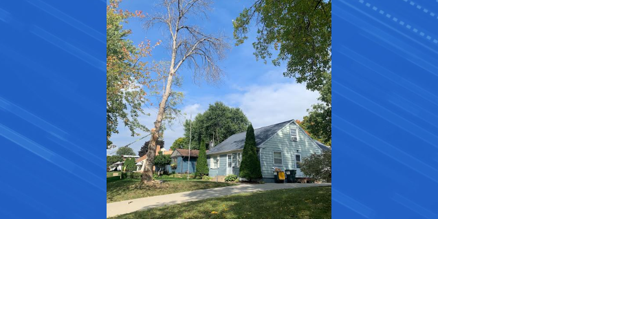 Cutting down a big tree in Rochester almost ends in disaster - Vimarsana News
