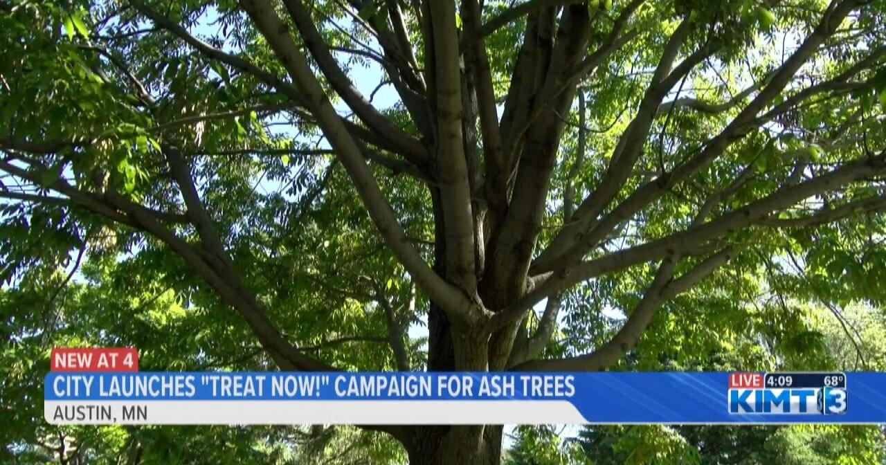 The City of Austin launches "Treat Now!" campaign to protect ash trees - Vimarsana News