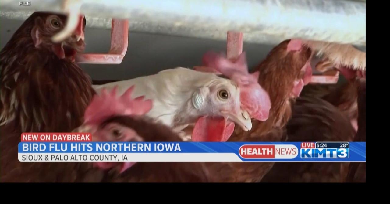 A case of bird flu has been confirmed in a northern Iowa flock | Video ...