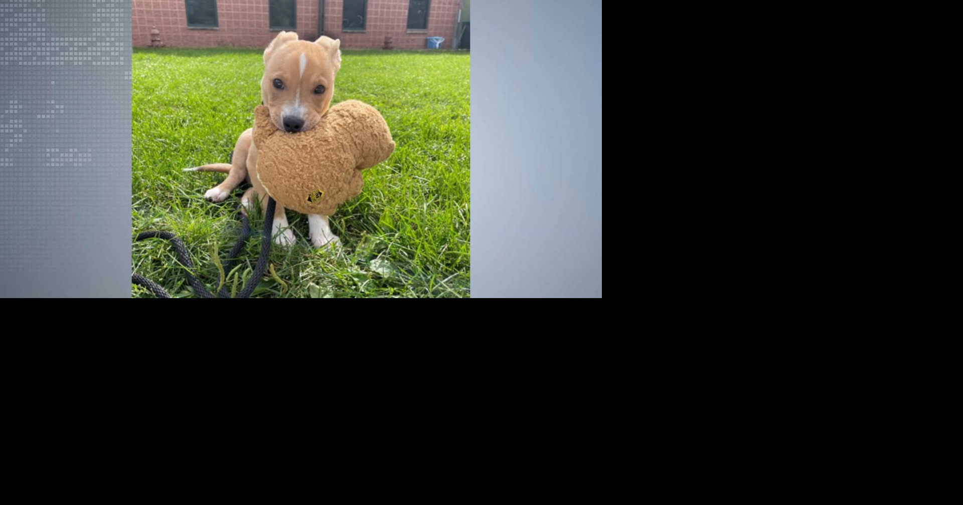 Puppy with heart condition finds home after successful surgery | News ...