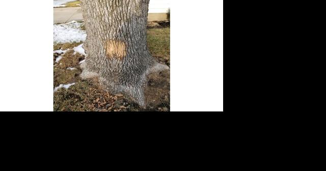 Nearly 300 ash trees slated for removal in Albert Lea - Vimarsana News