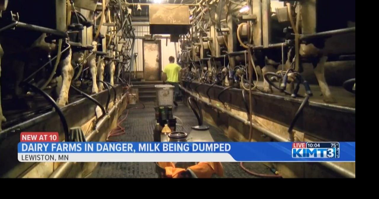 Dairy farms in danger, milk being dumped Local