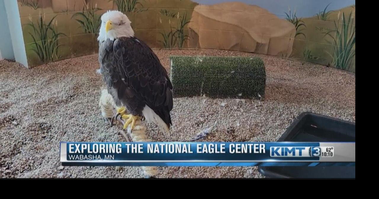 Experience the sights and sounds of the National Eagle Center | Archive ...