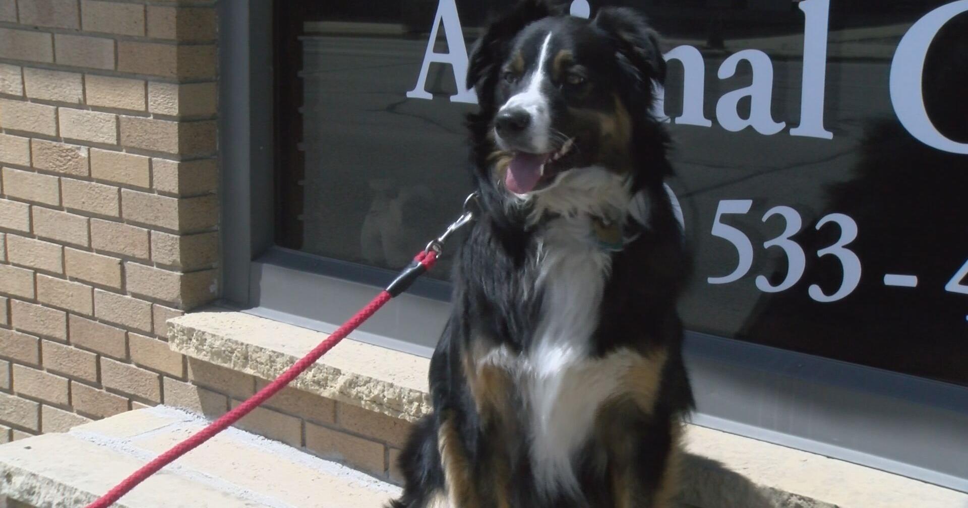 A new Emergency Veterinary Clinic is coming to Olmsted County - Vimarsana News