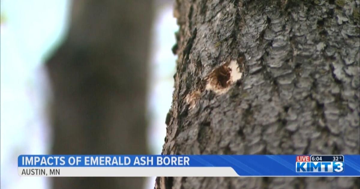 Impacts of emerald ash borers | Video | kimt.com