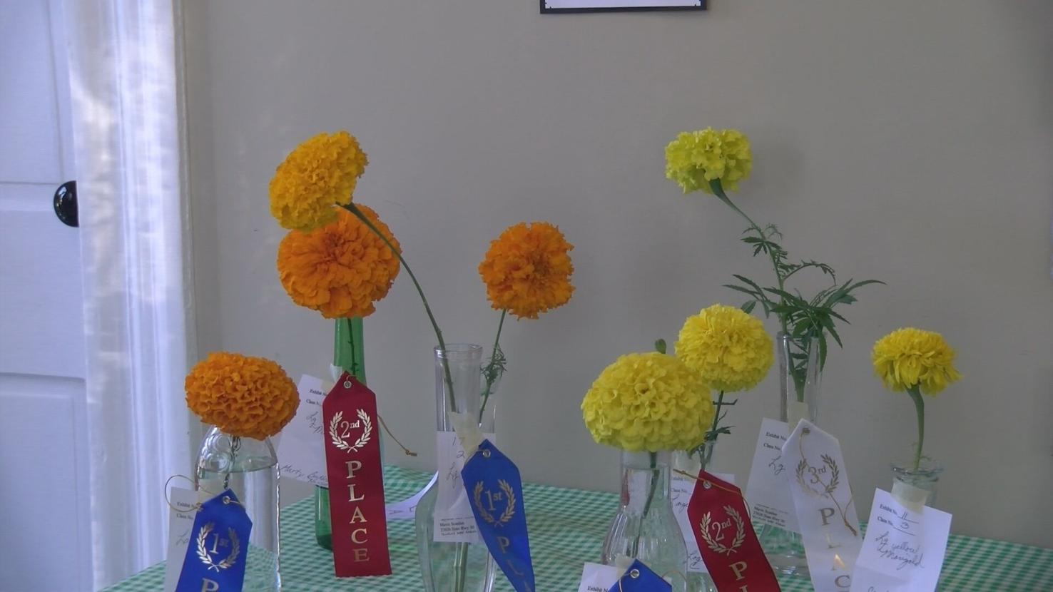 Marigold Days in Mantorville brings community together News