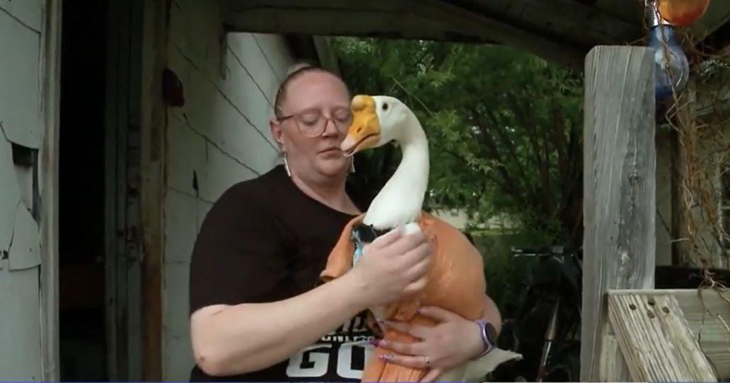 Iowa woman battling city over emotional support goose: 'He's the light of my day' - Vimarsana News