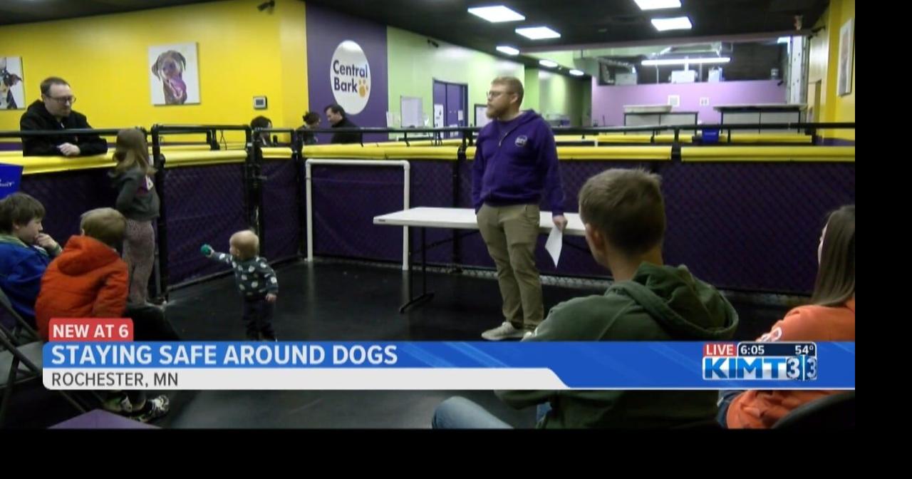 Rochester dog daycare teaches about dog bite prevention | Video | kimt.com