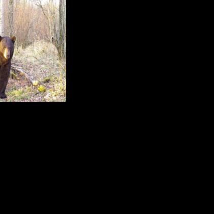DNR offering 5,330 bear hunting licenses across Minnesota