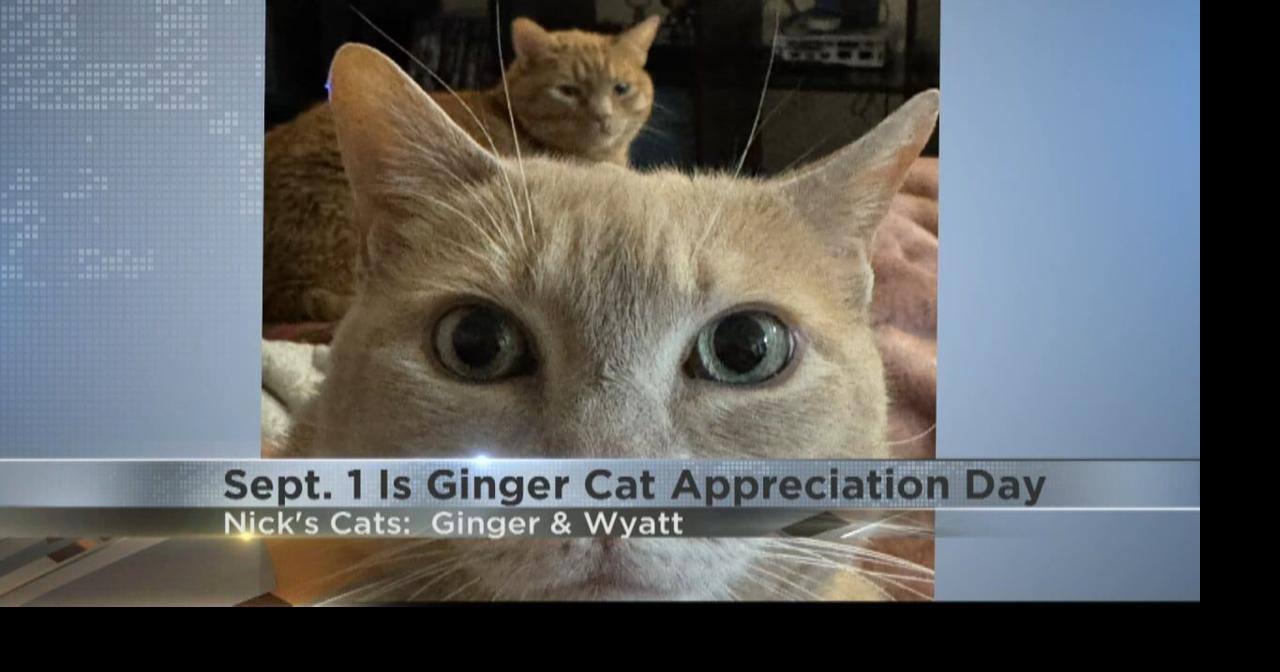 Celebrate Ginger Cat Appreciation Day on September 1st