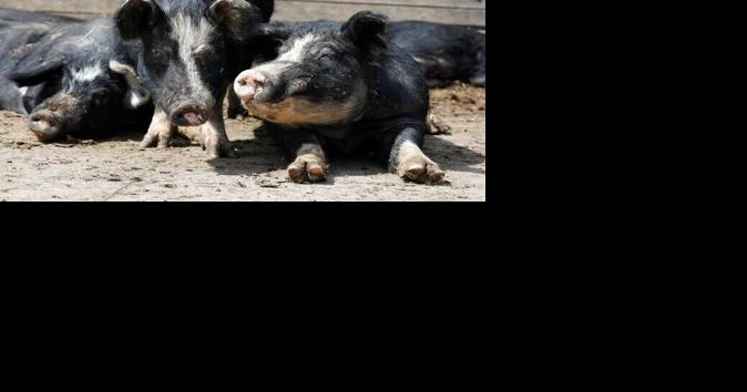 $10,000 of pork donated to Iowa food banks as need soars - Vimarsana News