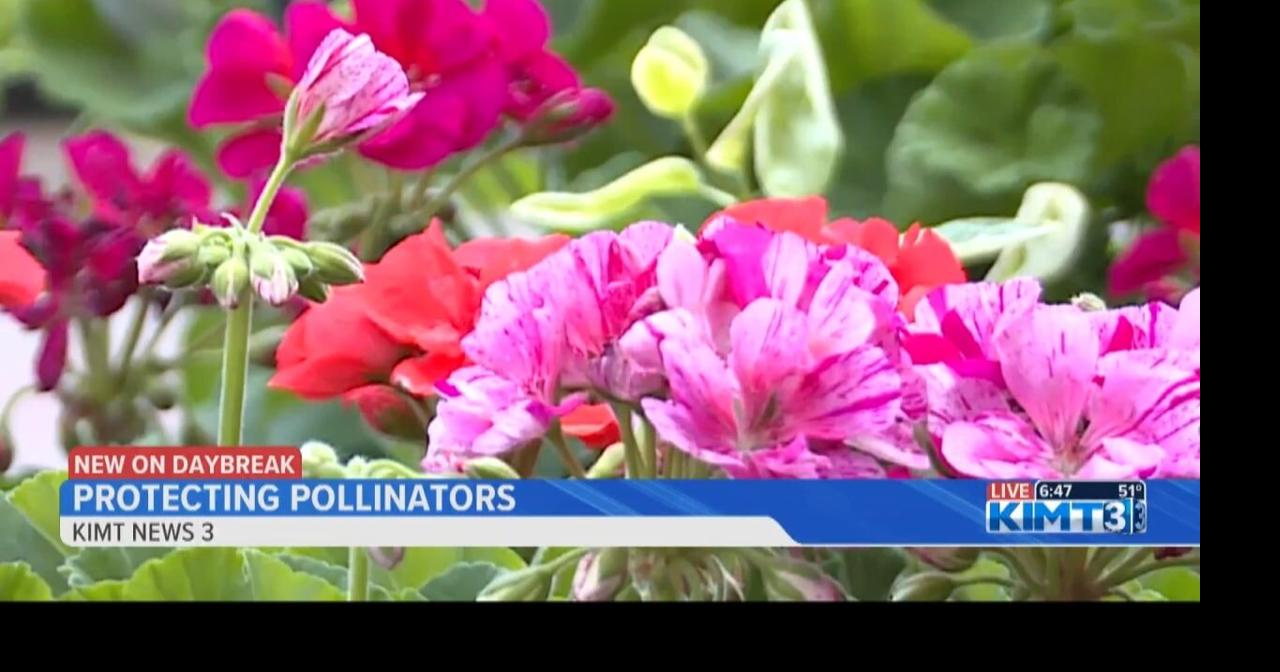 Protecting pollinators this spring | Multimedia | kimt.com