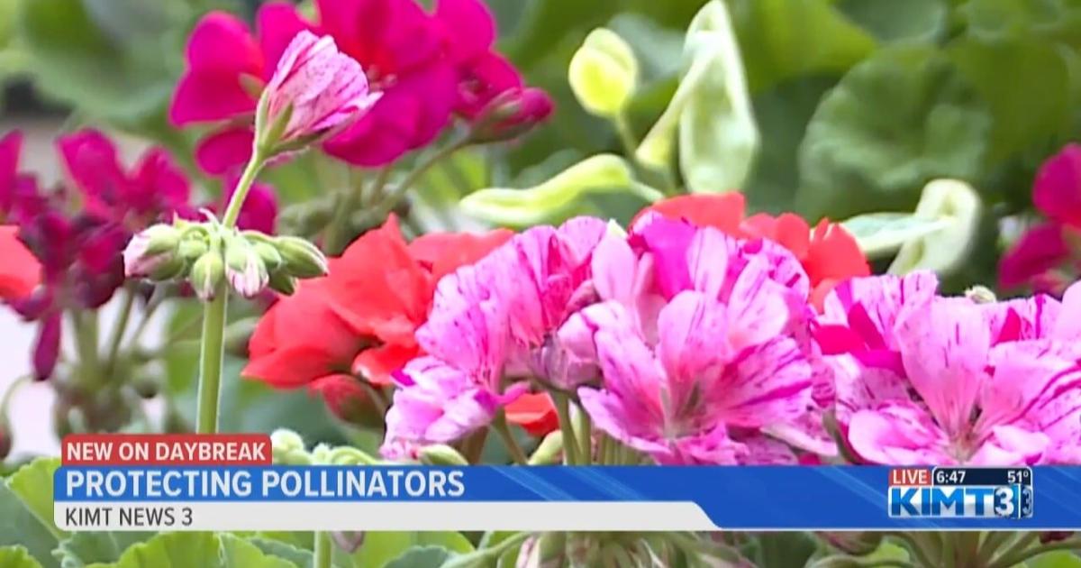 Pollinators Vip Protecting pollinators this spring | Multimedia | kimt.com