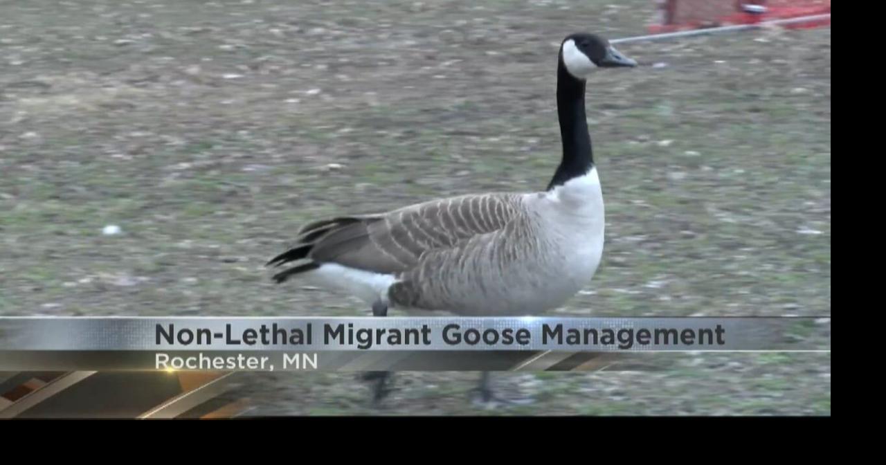 Rochester Parks & Recreation prepares for non-lethal management of ...