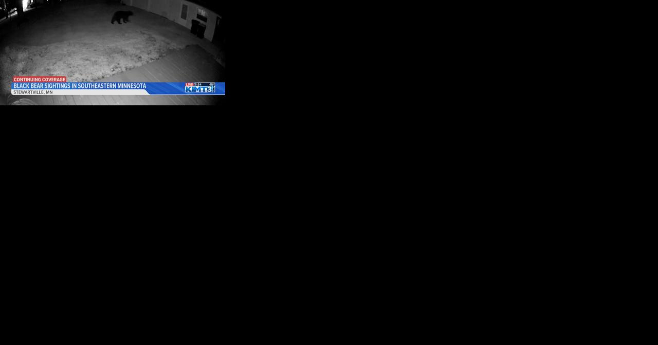 Black bear sightings in southeast Minnesota spark discussion. - Vimarsana News