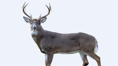 Wisconsin deer hunters facing ammo shortage