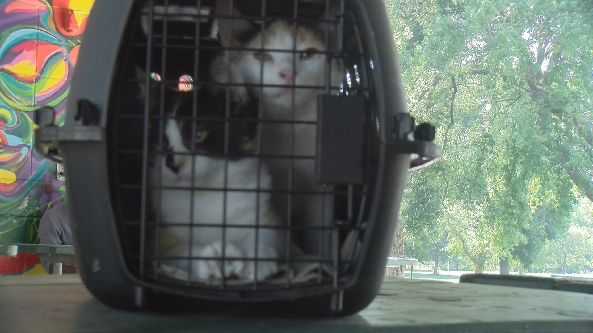 Local shelters at capacity during kitten season