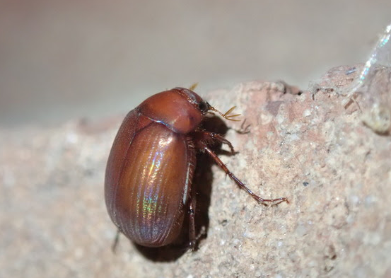 スミス　M.S.L.C Brown Beetle 7 Two new invasive insect species have been detected in Minnesota