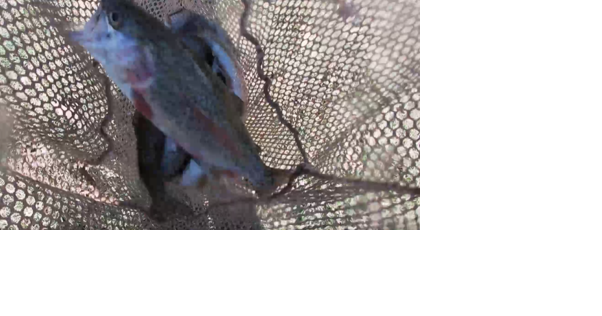 Wolf Creek in Austin is stocked for trout season - Vimarsana News